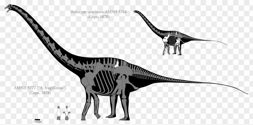 Dinosaur Amphicoelias Argentinosaurus Diplodocus Size Apatosaurus PNG