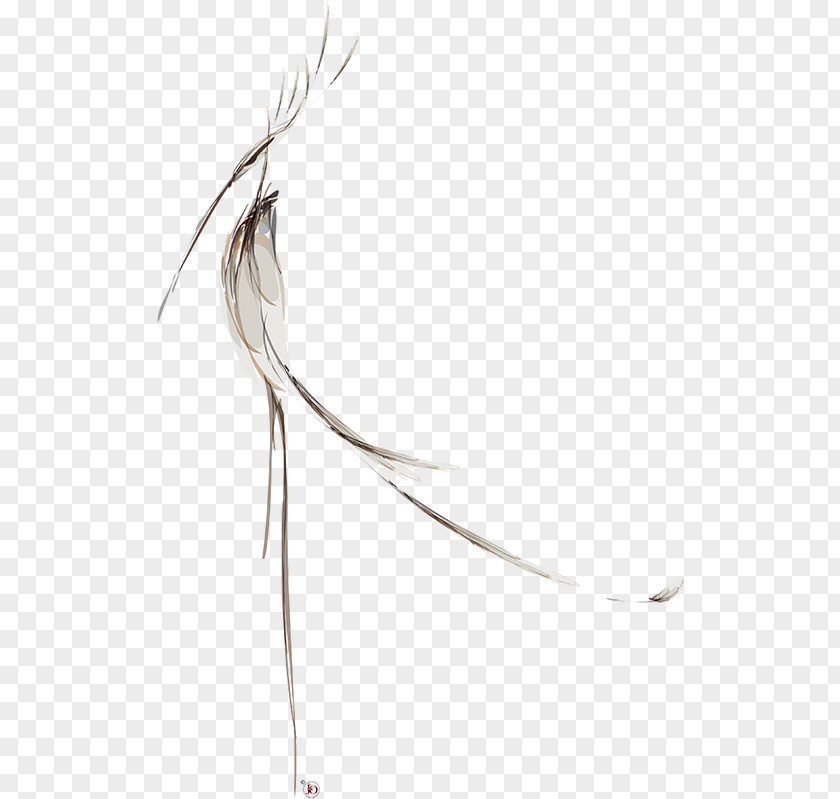 Feather Line Beak PNG