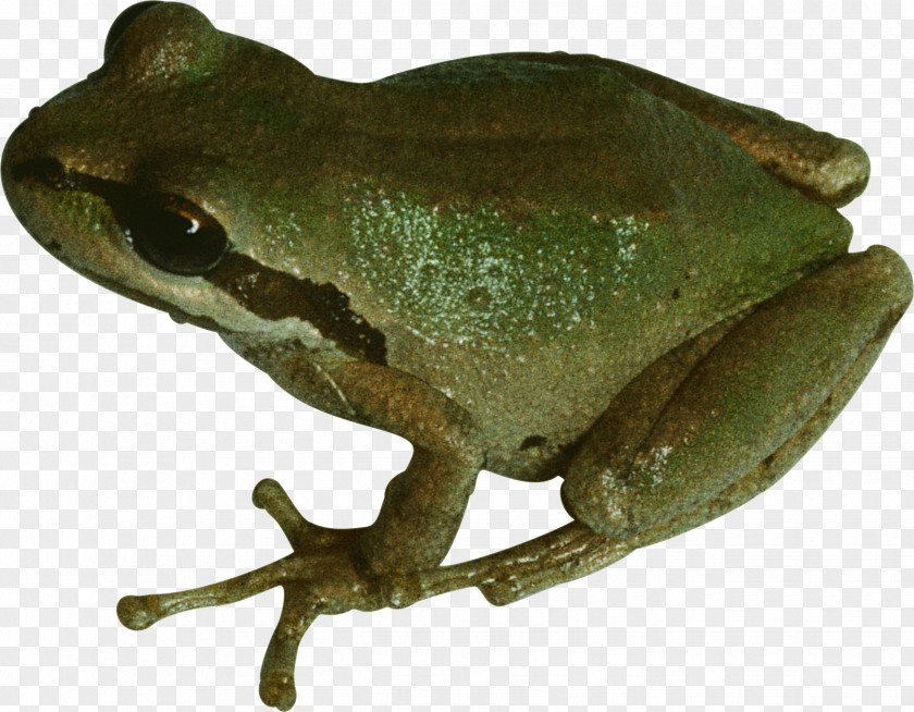 Frog PhotoScape Clip Art PNG