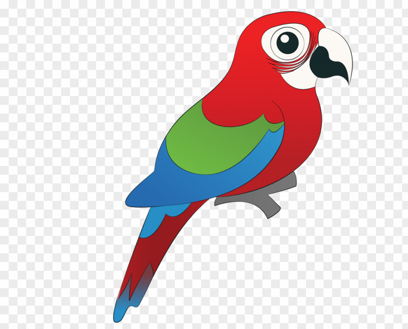 Hand Colored Parrot Bird Macaw Parrots Clip Art PNG
