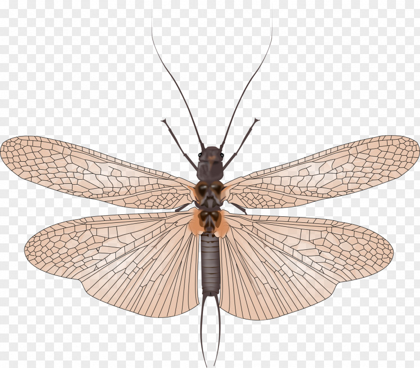 Insect Net-winged Insects PNG