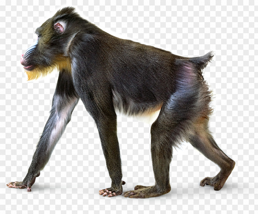 Monkey Smithsonian Institution National Museum Of Natural History Primate Mandrill Gray Langur PNG