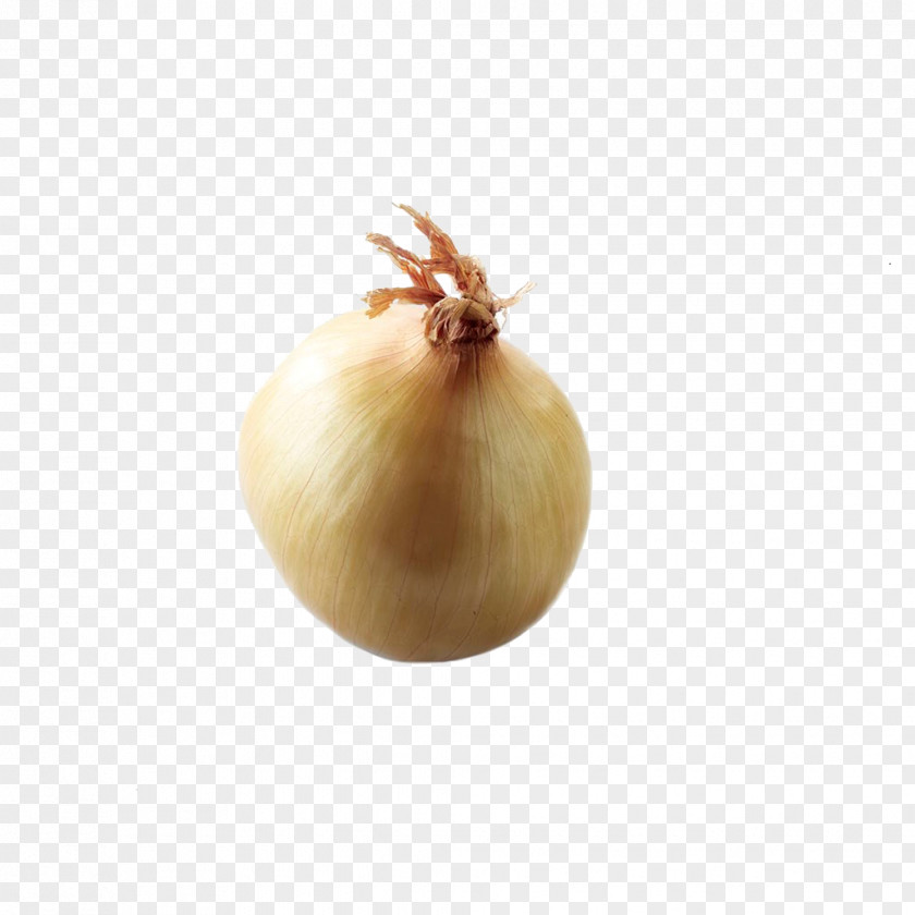 Onion Yellow PNG