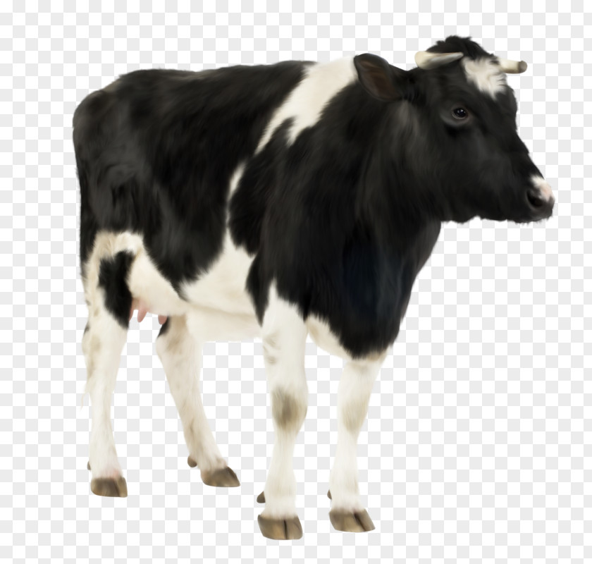 Vache Holstein Friesian Cattle Hereford Calf Farm Livestock PNG