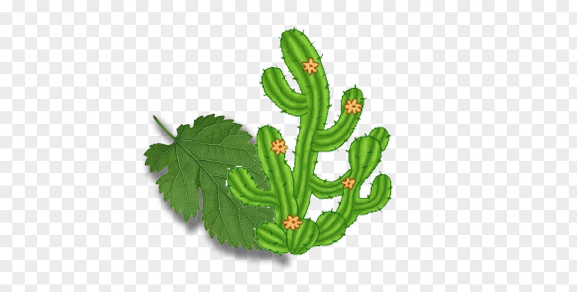 Cactus Green Leaves Of Plants Yading Cartoon Cactaceae PNG