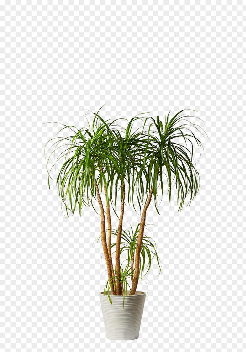 Plant Arecaceae Houseplant Dwarf Umbrella Tree Caryota Urens PNG
