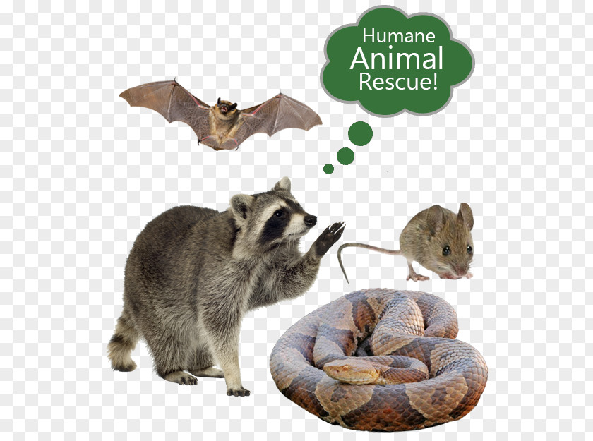 Raccoon Nuisance Wildlife Management Pest Control Cockroach PNG