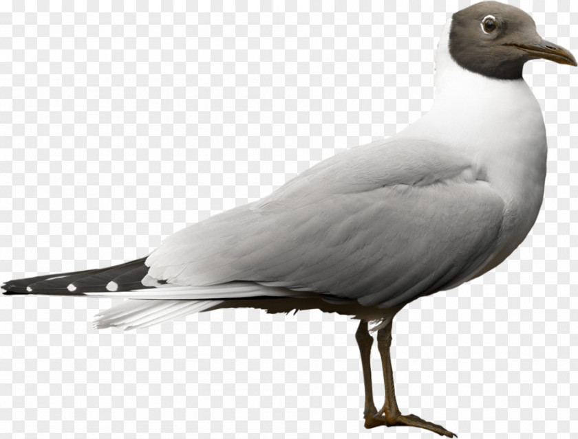 Ring Billed Gull Great Blackbacked Franklin The Turtle PNG