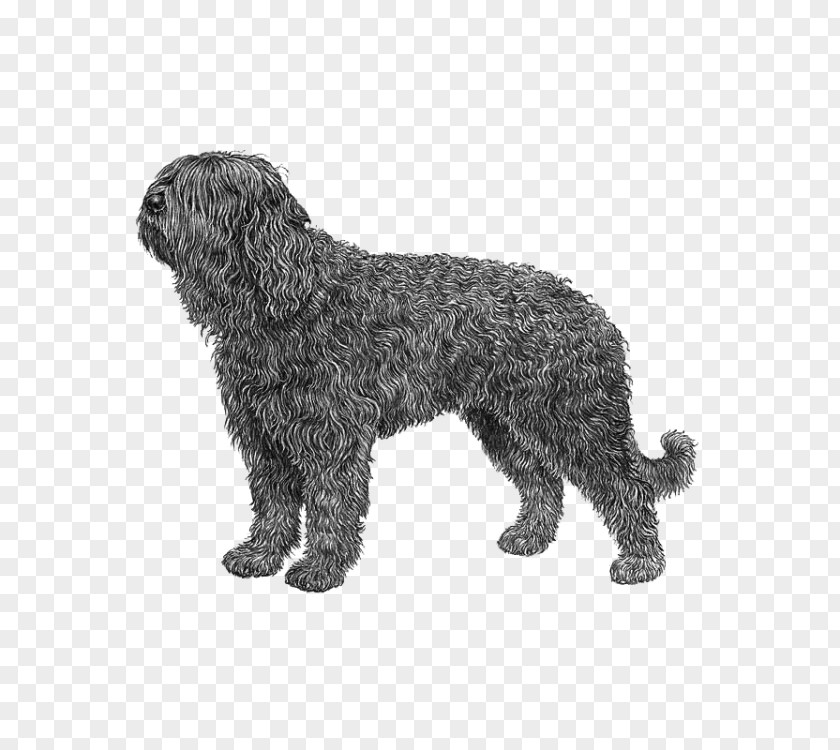 Barbet Schnoodle Wirehaired Pointing Griffon Portuguese Water Dog Spanish PNG