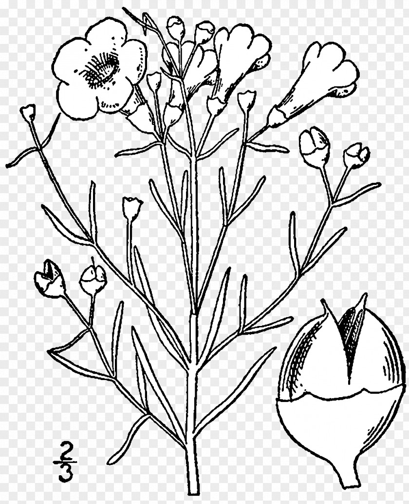 Drawing An Illustrated Flora Of The Northern United States Agalinis Plant PNG