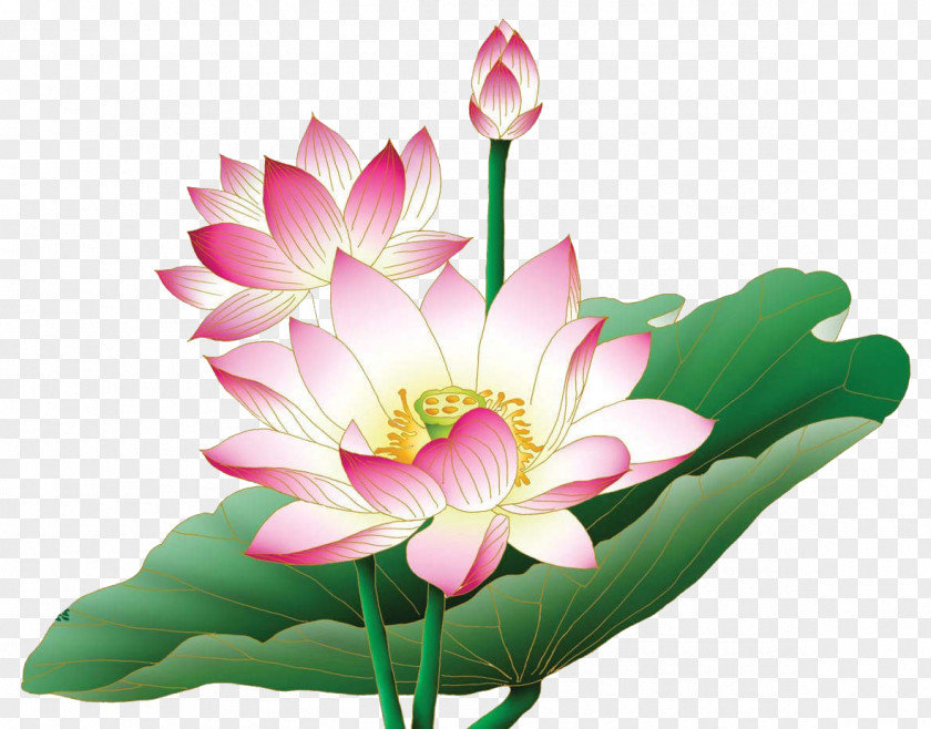 Floral Nelumbo Nucifera Egyptian Lotus Flower Clip Art PNG