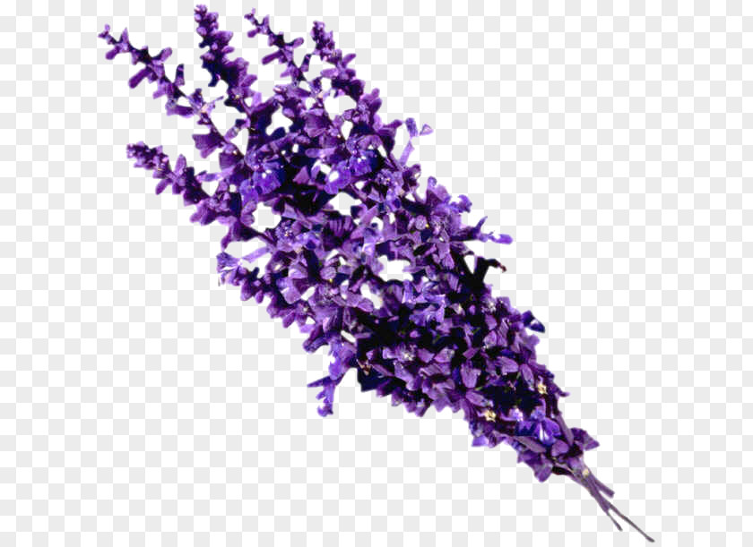 Lavanda Essential Oil Lavender Perfume PNG