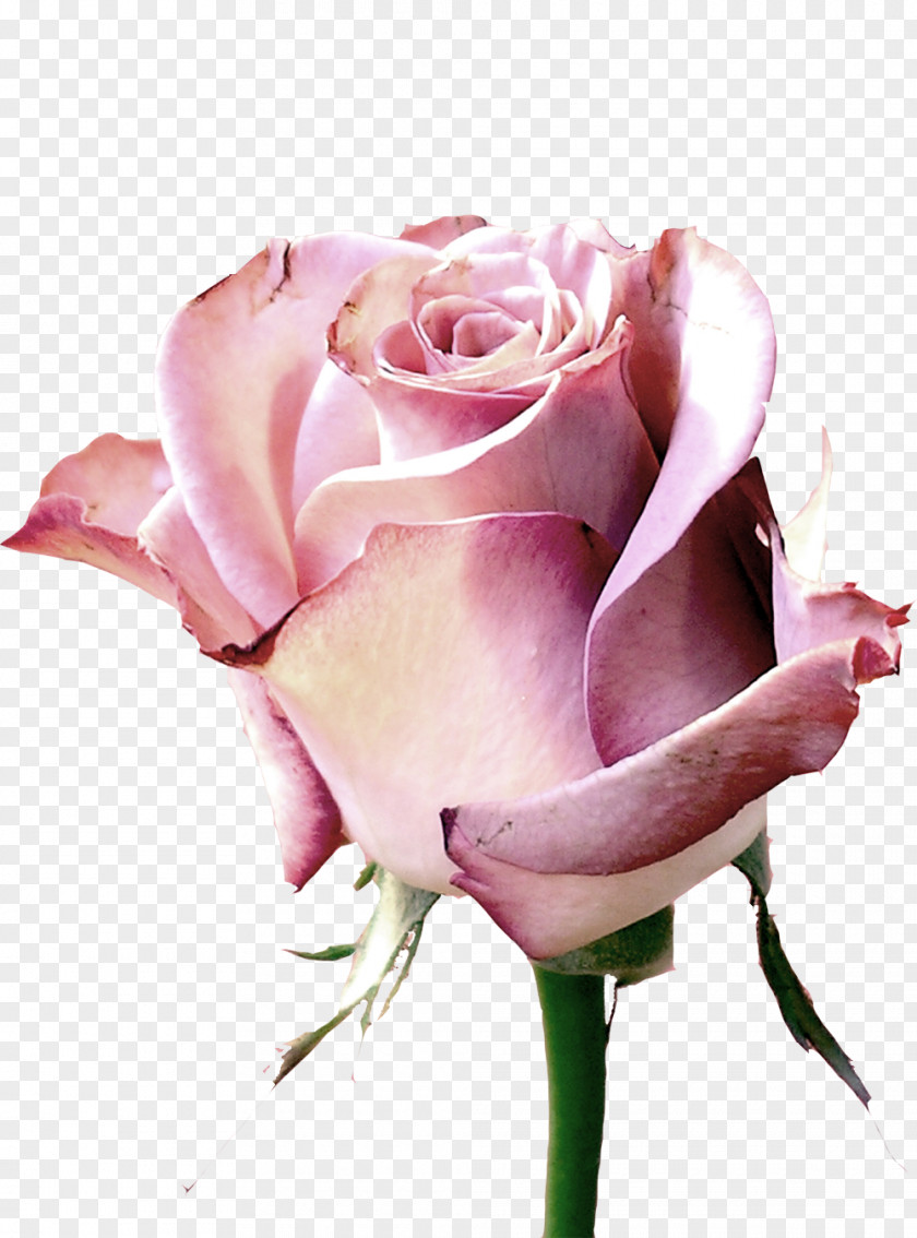 Pink Roses Rose Rendering Orkut Flower PNG