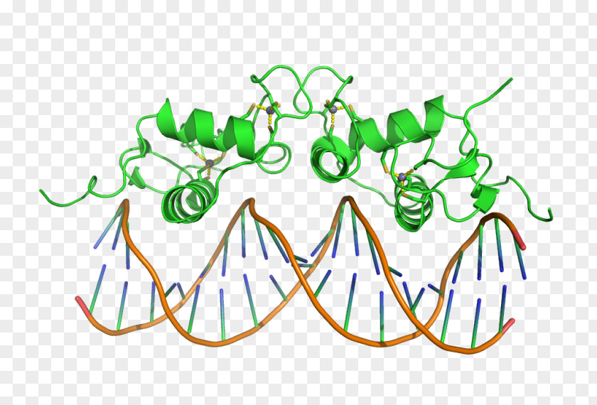 Splitfinger Fastball DNA-binding Domain Zinc Finger Protein PNG