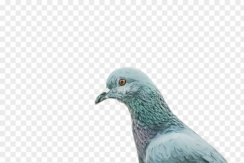 Wildlife Turquoise Dove Bird PNG