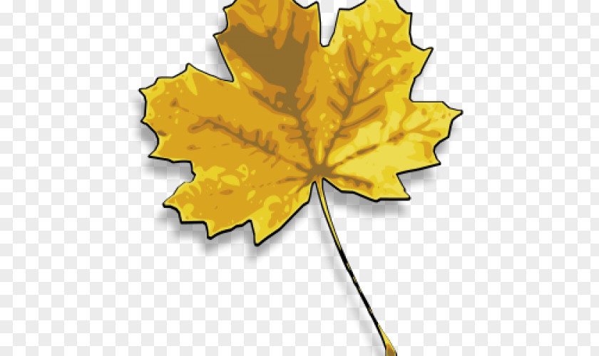 Leaf Maple Yellow Japanese Drawing PNG
