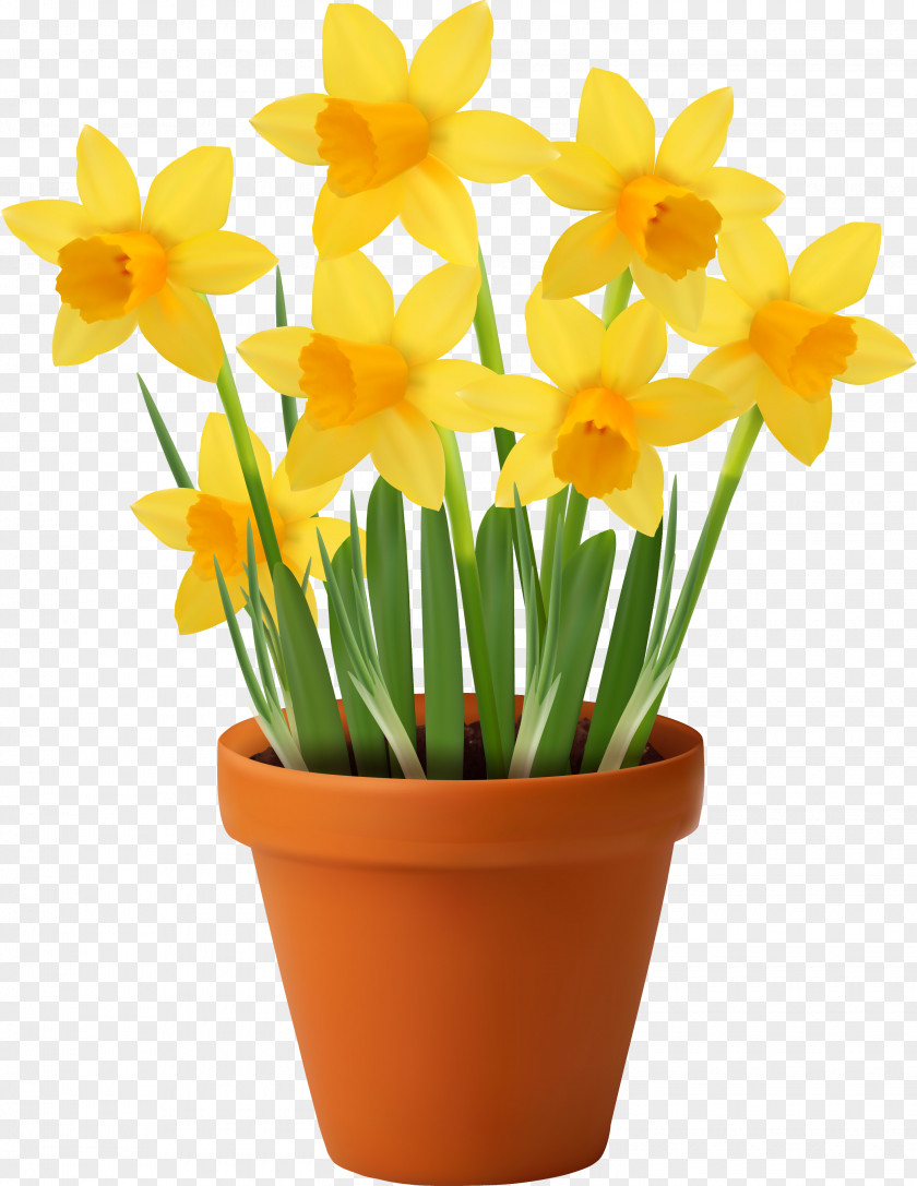 Narcis Vector Graphics Flowerpot Royalty-free Stock Photography Illustration PNG