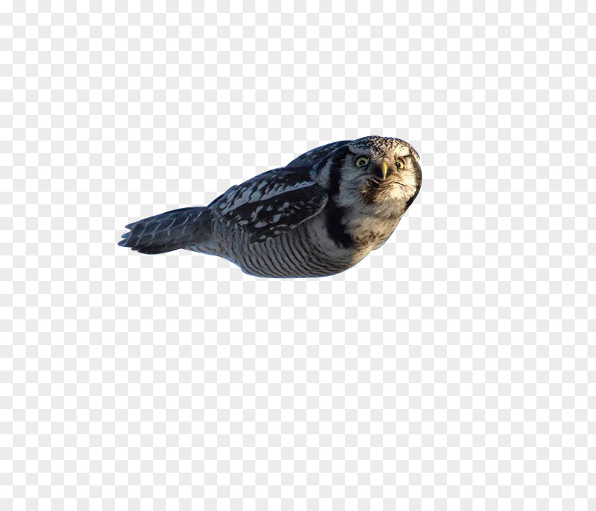Owl Northern Hawk-owl Bird Barn Tawny PNG