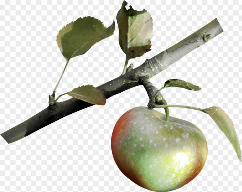 Apple PNG