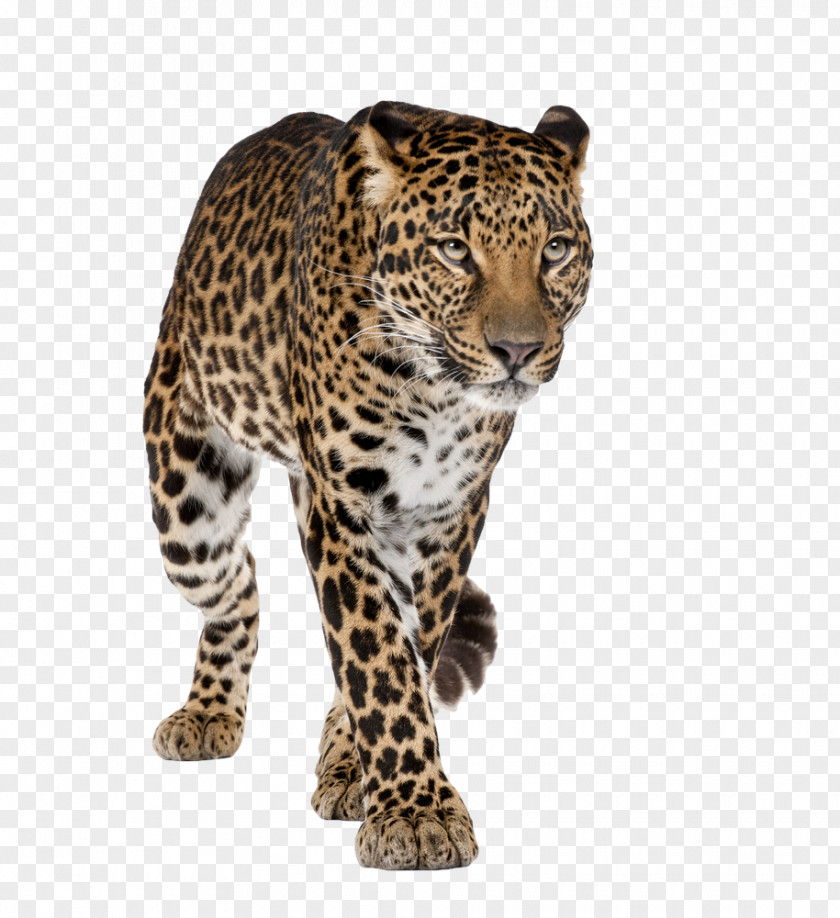 Leopard Pretoria Johannesburg Rosslyn, Gauteng Dawn Park COSMOPOLITAN PROJECTS PNG