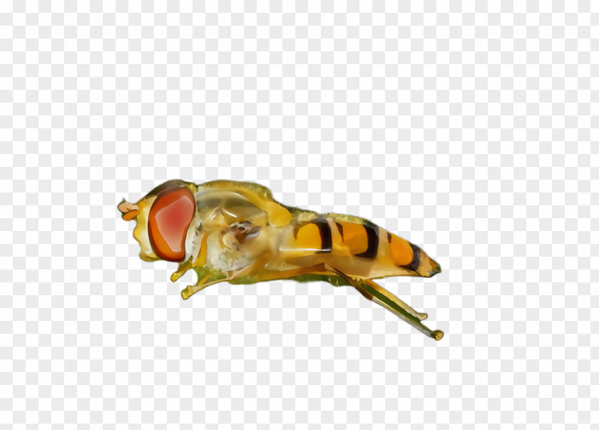 Membranewinged Insect Bee Pest Honeybee Drosophila Melanogaster Fly PNG