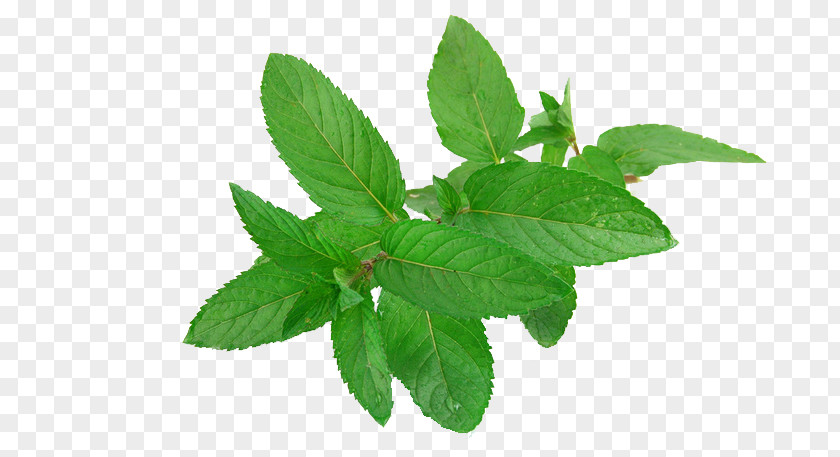 Pimple Peppermint Acne Comedo Mentha Spicata PNG