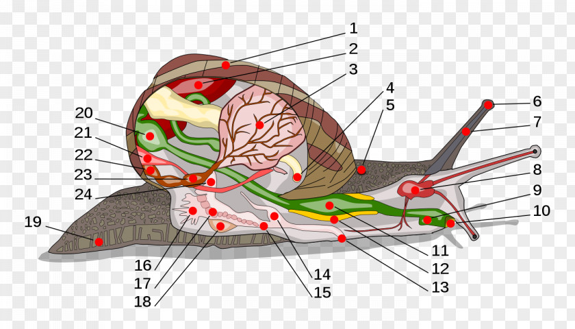 Snails Land Snail Gastropods Anatomy Radula PNG