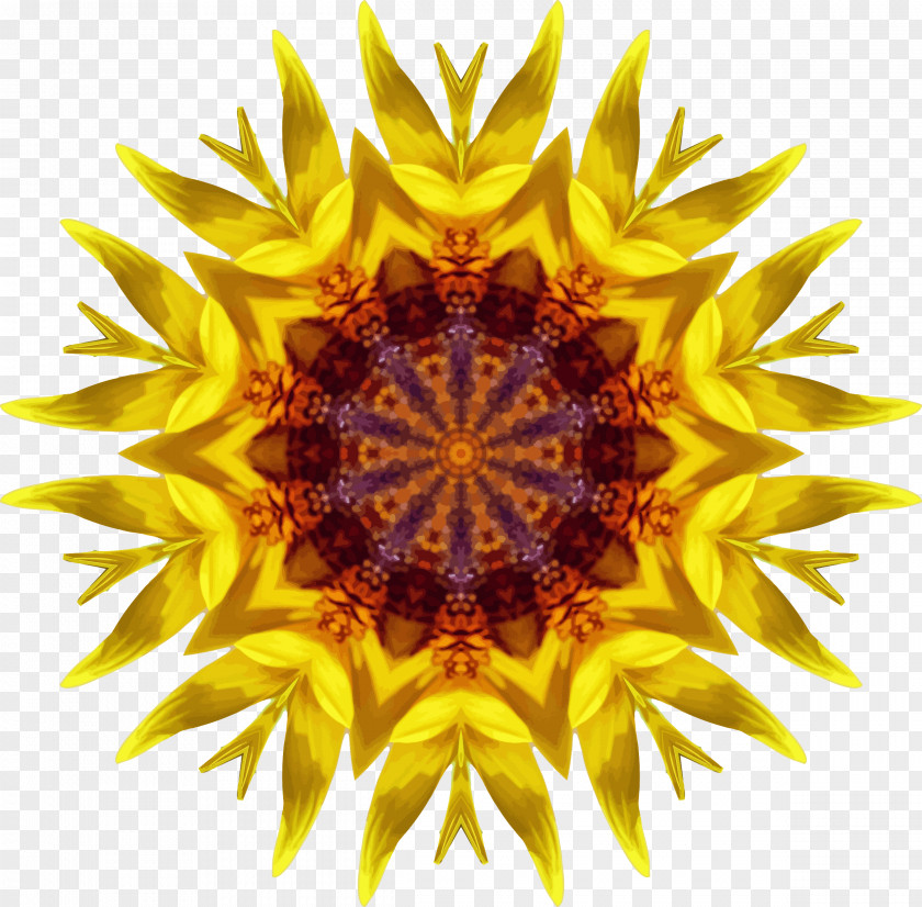 Sunflower Common Pollen Clip Art PNG