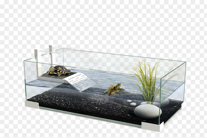 Aquarium Turtle Reptile Lizard Terrarium PNG