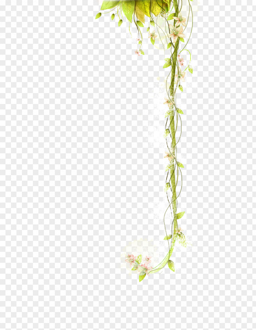 Beautiful Plant Download Vine PNG