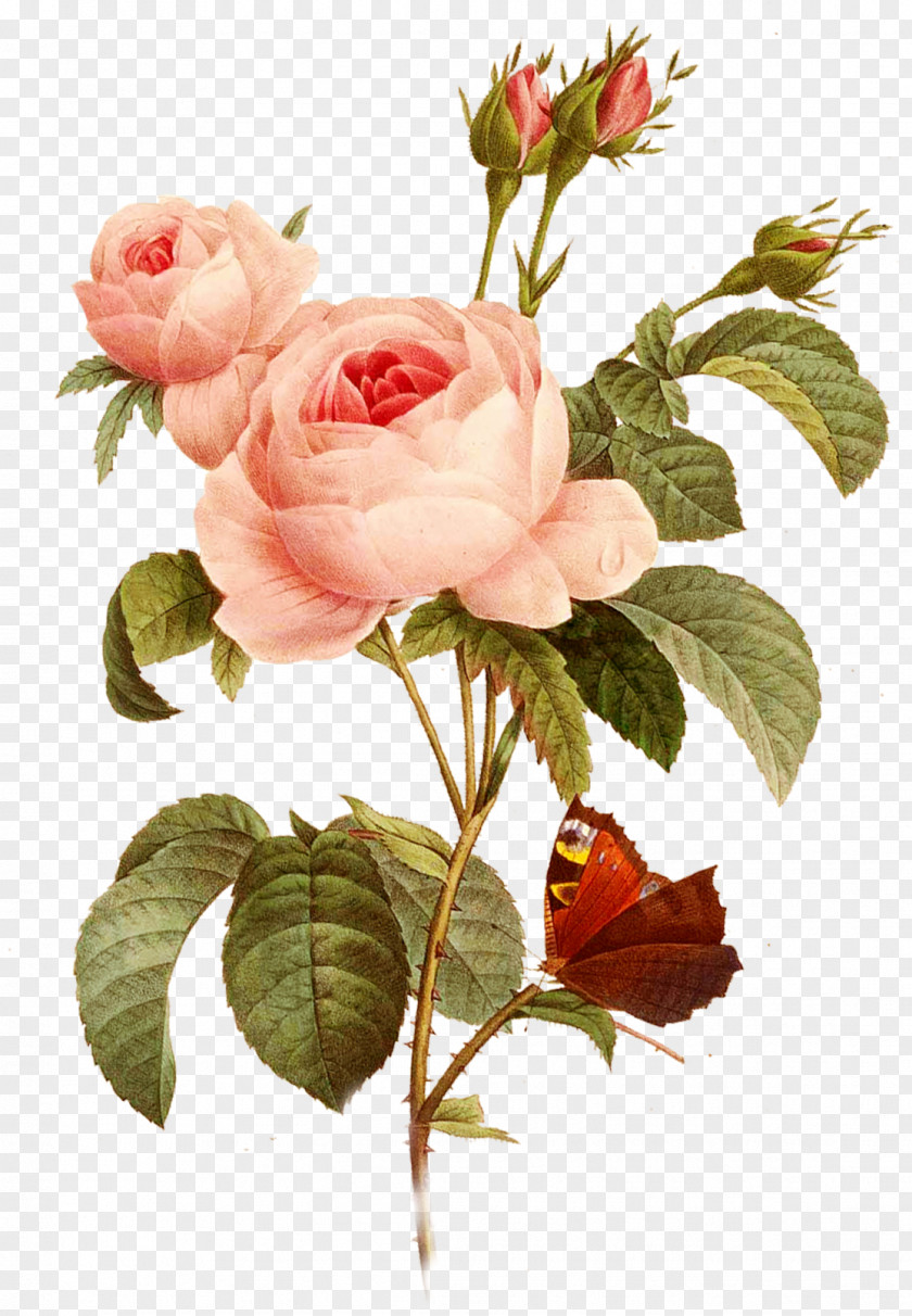 Flowers, Roses, Pink, Creative Taobao Garden Roses Paper Decoupage Centifolia Drawing PNG
