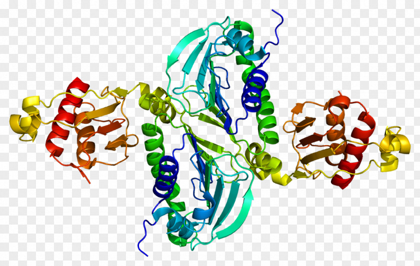 PMS2 MLH1 Protein DNA Mismatch Repair MSH2 PNG