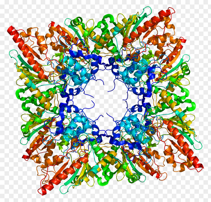 CKMT1B Creatine Kinase Protein Mitochondrion PNG