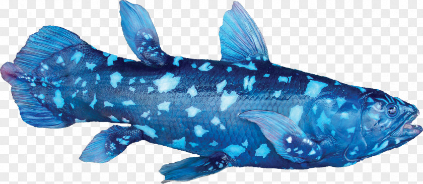 Mountain View Fish West Indian Ocean Coelacanth Indonesian Living Fossil PNG