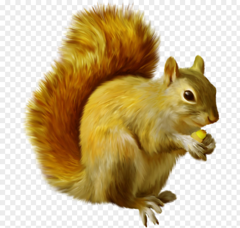 Squirrel Chipmunk Clip Art Image PNG