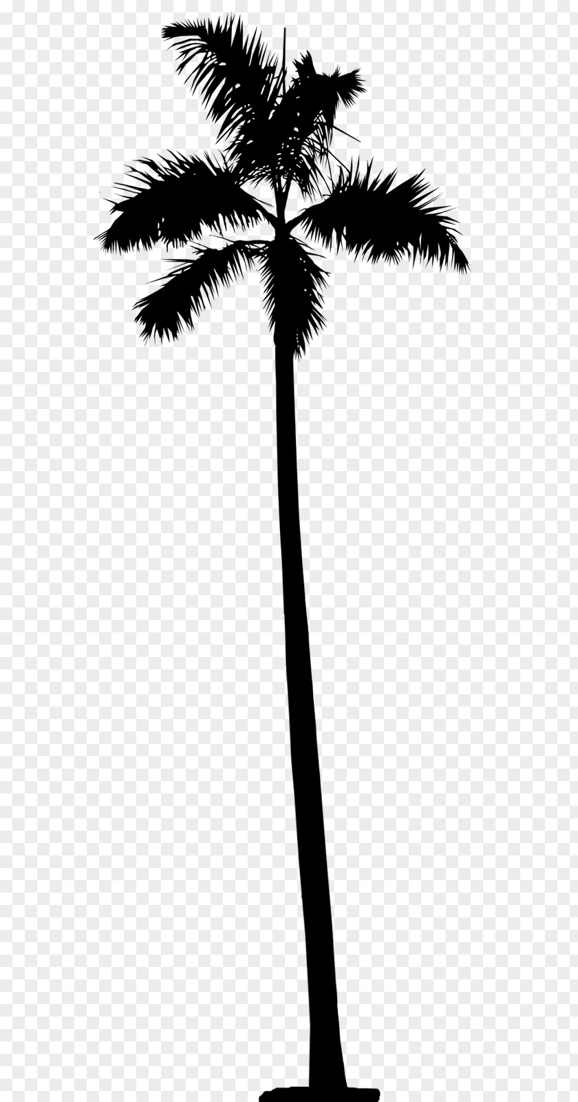 Asian Palmyra Palm Date Leaf Trees Plant Stem PNG