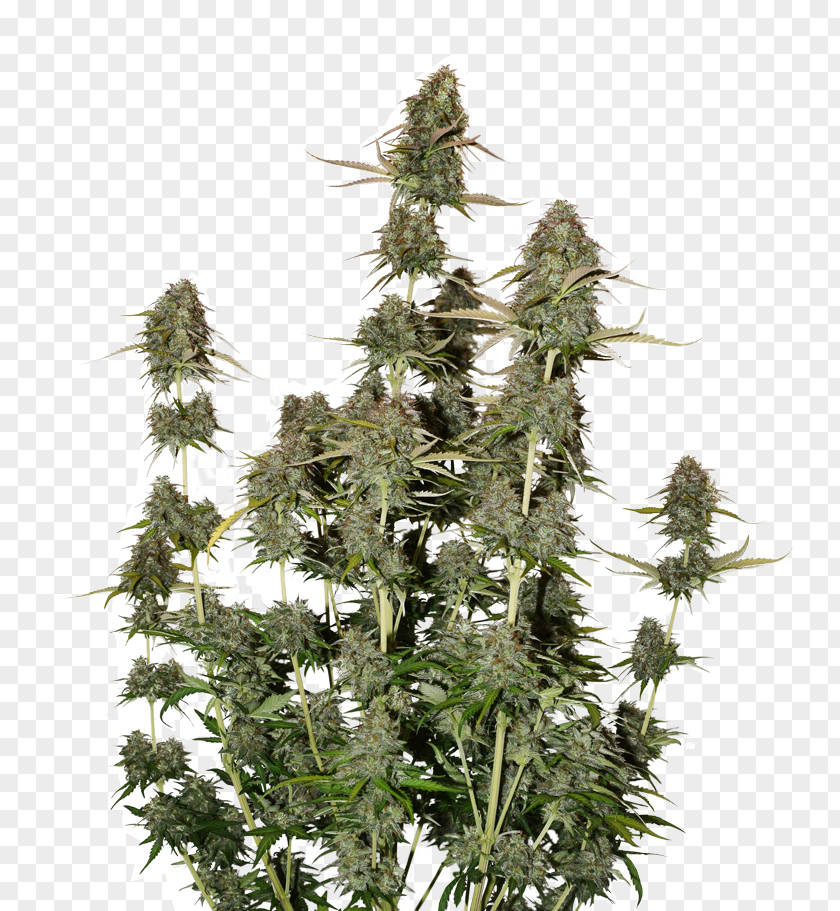 Auto Repair Plant Autoflowering Cannabis Sativa Seed Cultivation Feminized PNG