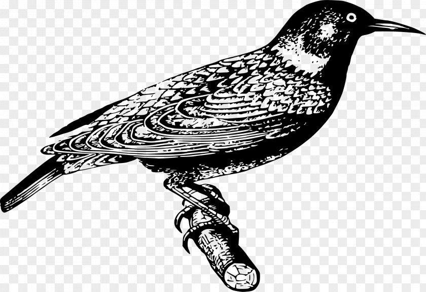 Bird Common Starling Clip Art PNG