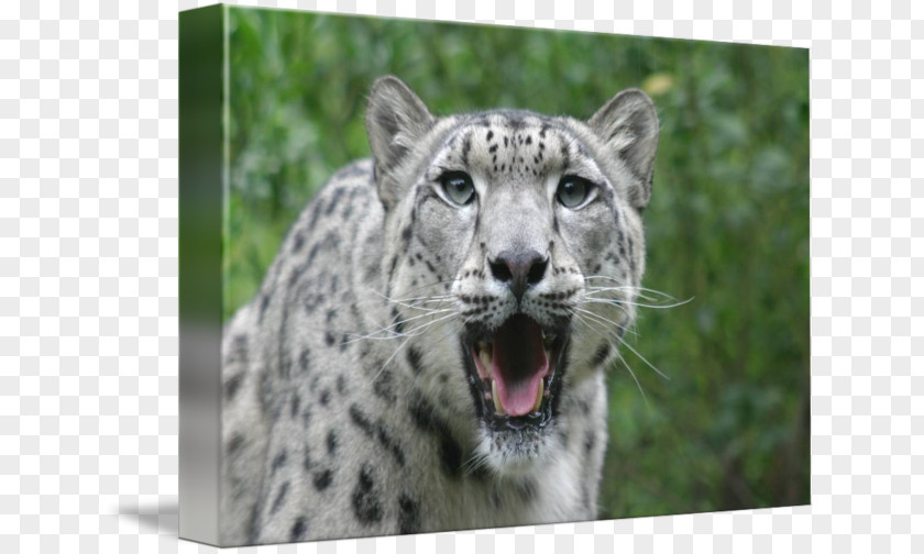 Leopard Snow Whiskers Snout Terrestrial Animal PNG