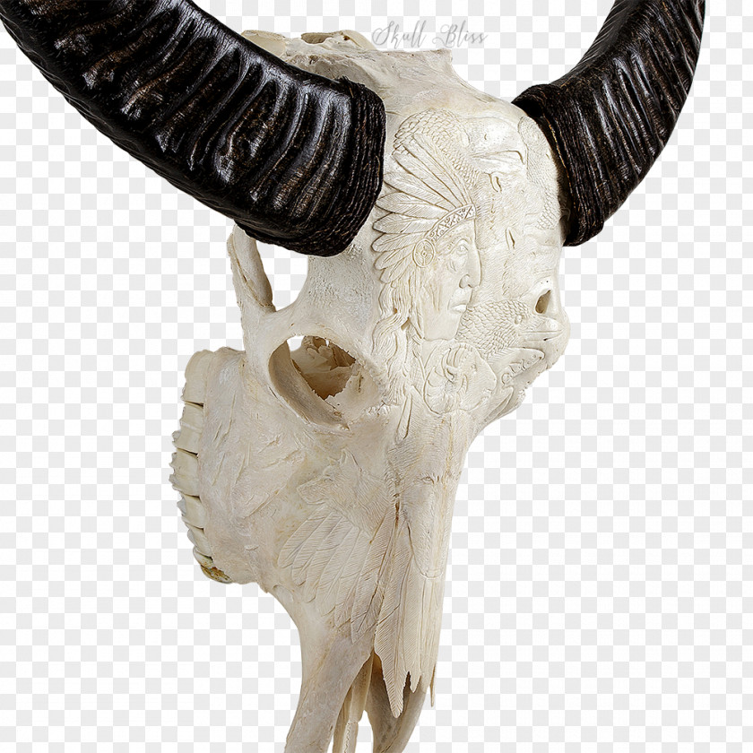 Skull Animal Skulls Cattle Horn Skeleton PNG