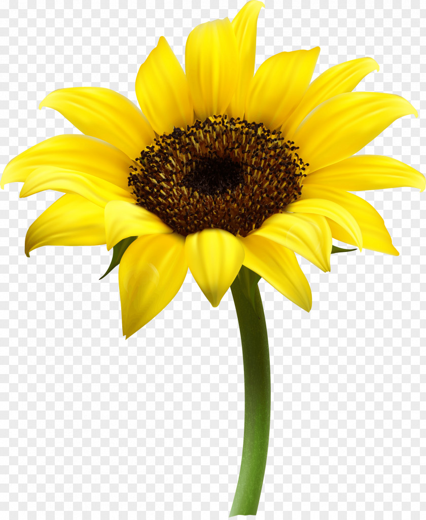 Sunflower Common Clip Art PNG