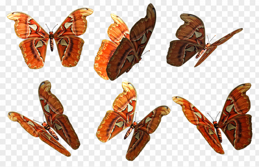 Butterfly Moth Clip Art PNG