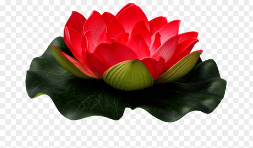 Flower Nelumbo Nucifera Egyptian Lotus Clip Art PNG