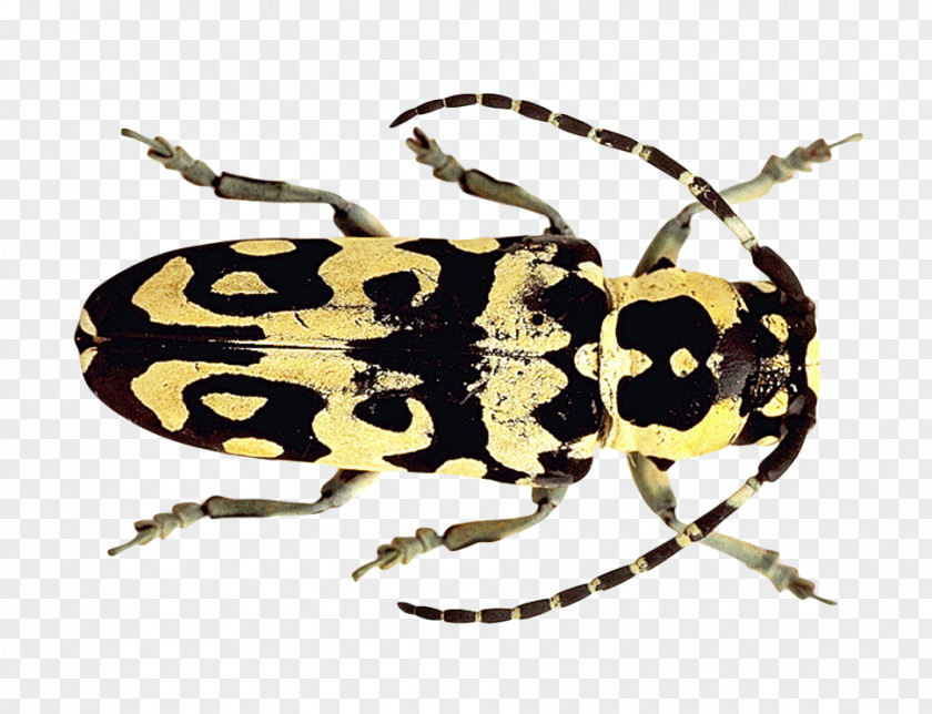 Beetle PNG