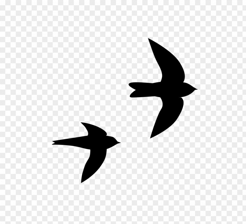 Bird Beak Swifts Silhouette Clip Art PNG