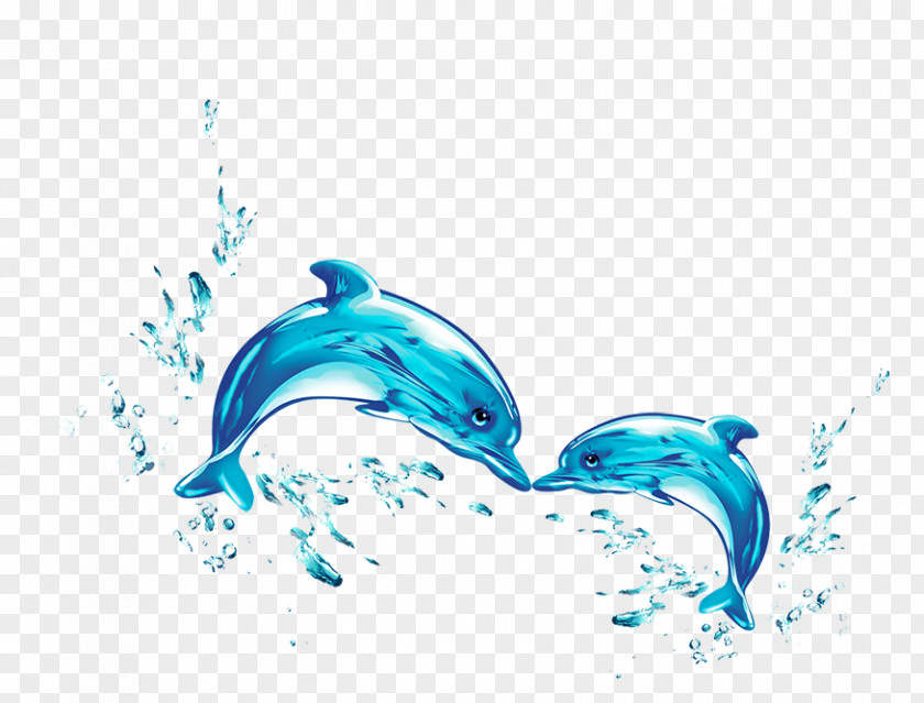 Dolphin Water Wallpaper PNG