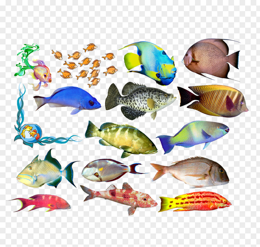 Fish Bony Fishes Vertebrate Animal Clip Art PNG