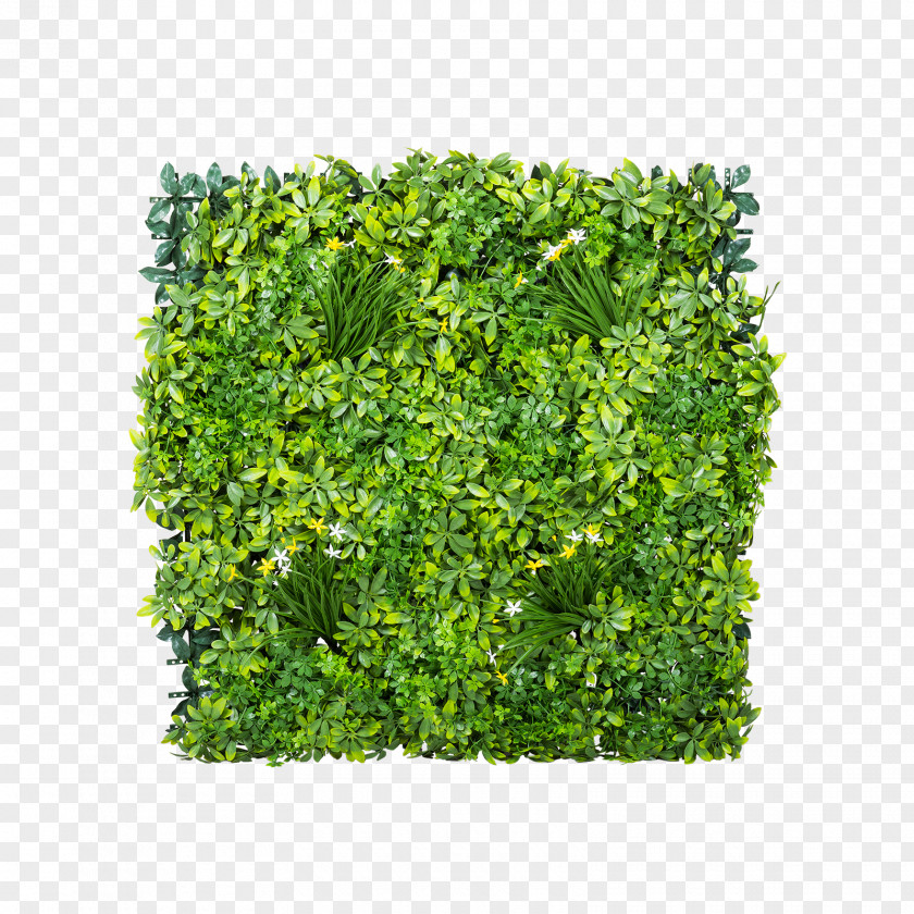 Gardening Shrub Green Wall Lawn PNG