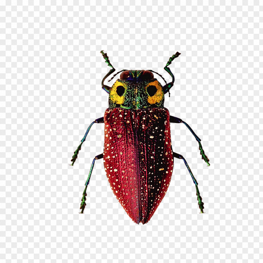 Insects, Fish Insect Software Bug PNG