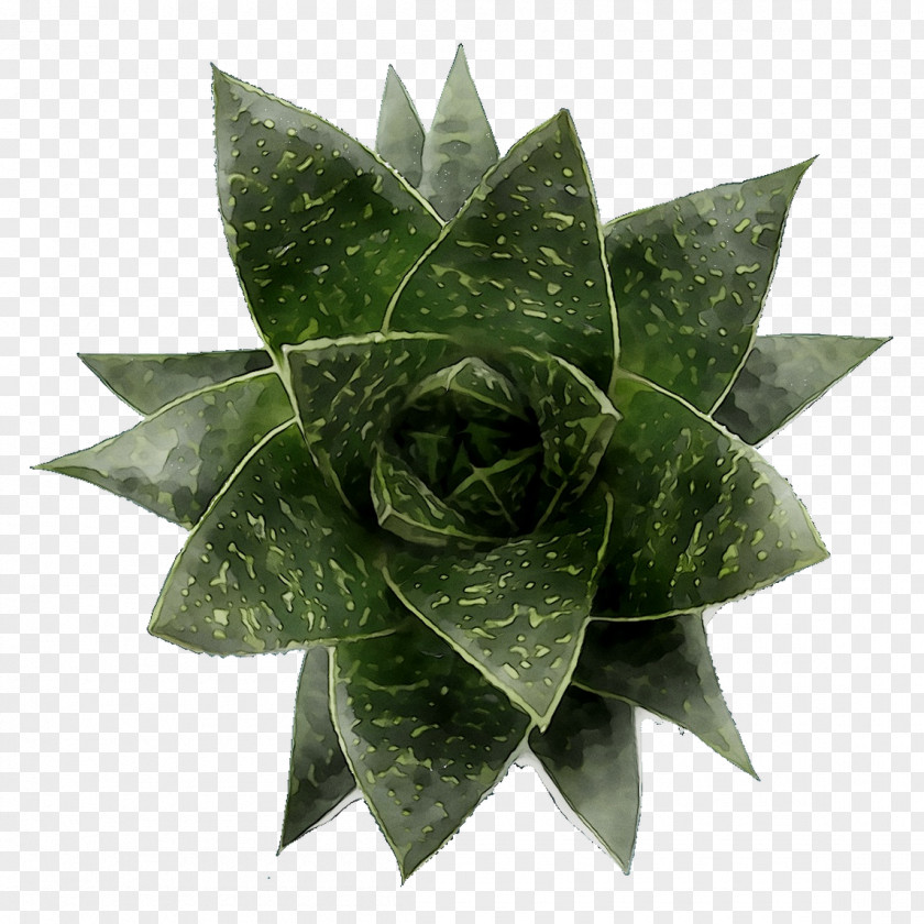 Leaf PNG